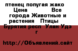 птенец попугая жако  › Цена ­ 60 000 - Все города Животные и растения » Птицы   . Бурятия респ.,Улан-Удэ г.